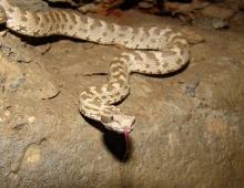 Обыкновенный щитомордник (Agkistrodon halys) Как выглядит змея щитомордник